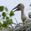 Poussin de Cigogne blanche